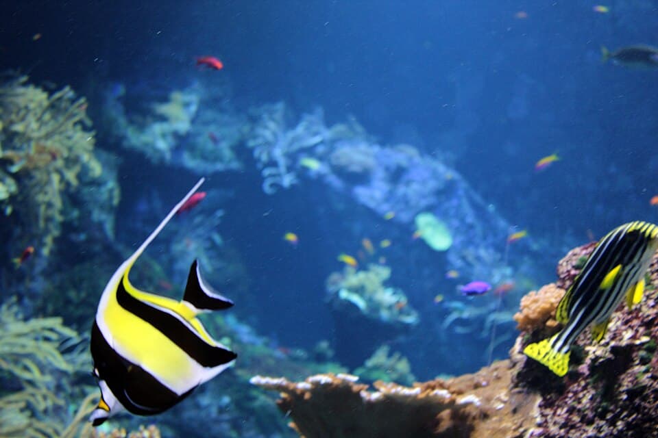 Aquarium de Biarritz